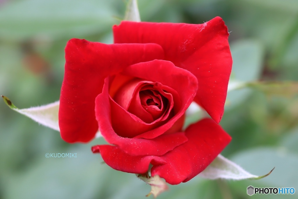 真っ赤な薔薇