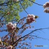 枝先だけ咲いてる