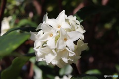 沈丁花