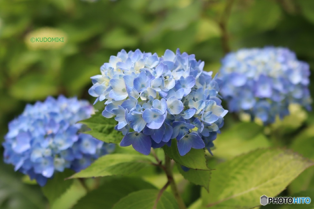 紫陽花