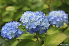 紫陽花