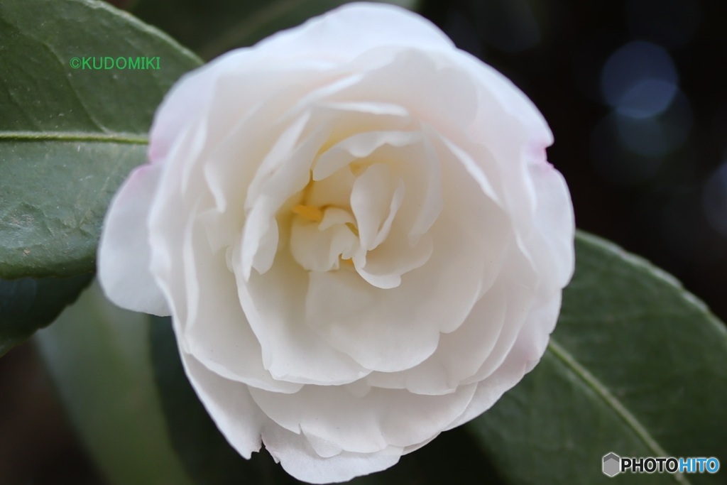 白い八重サザンカ