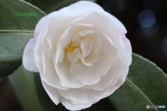 白い八重サザンカ