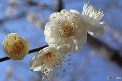 白梅の花