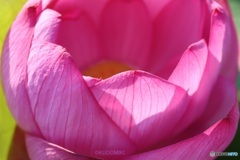 蓮の花
