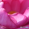 蓮の花