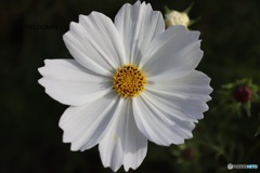 白いコスモス