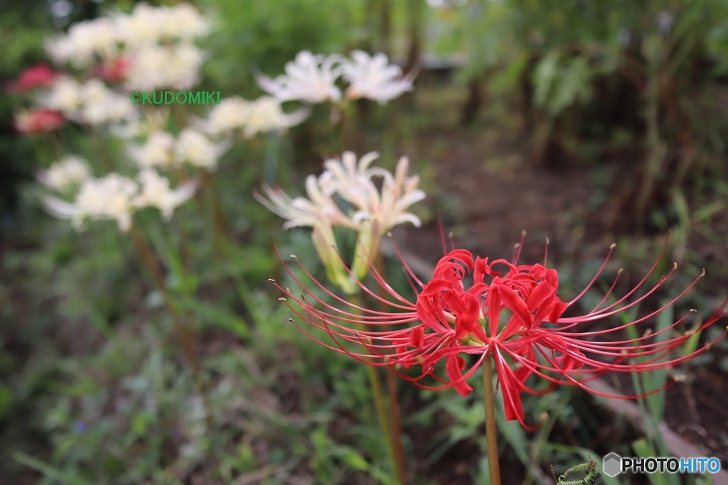 紅白の彼岸花