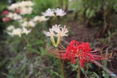 紅白の彼岸花