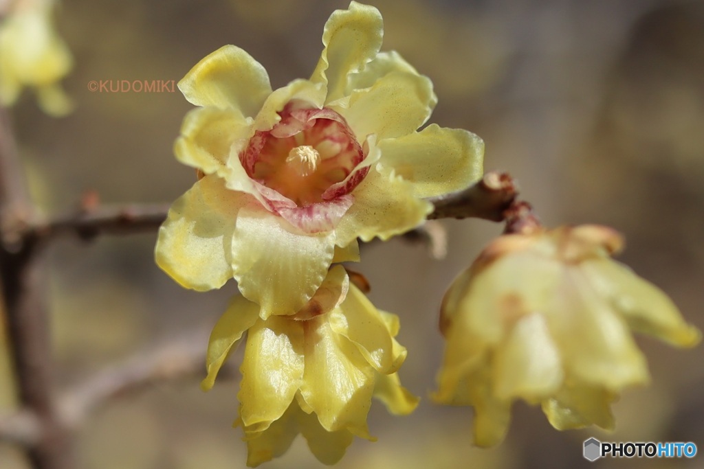 こっち見ている