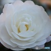見つけると嬉しい白い八重