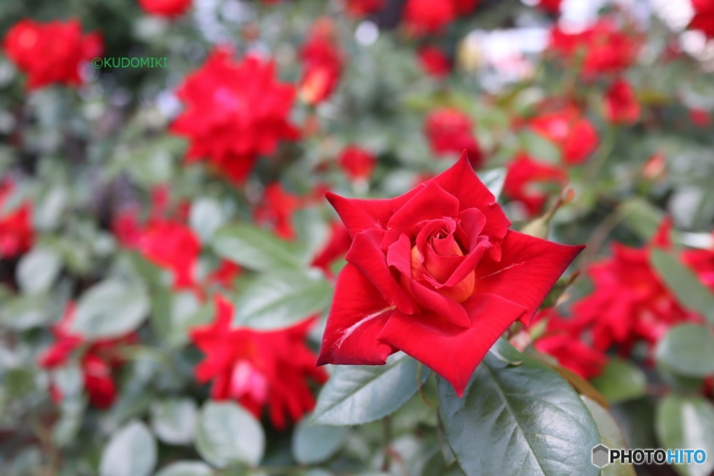 薔薇園