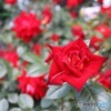 薔薇園
