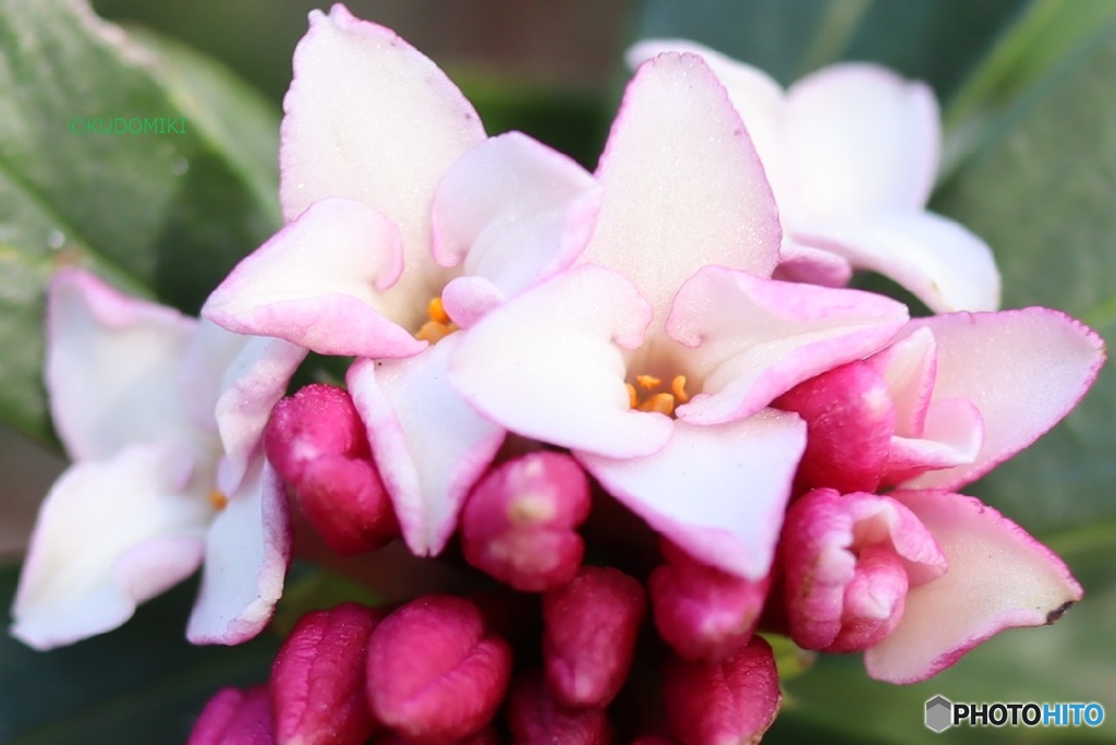 沈丁花