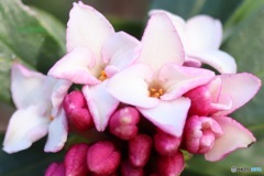 沈丁花