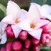 沈丁花