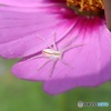 白い蜘蛛