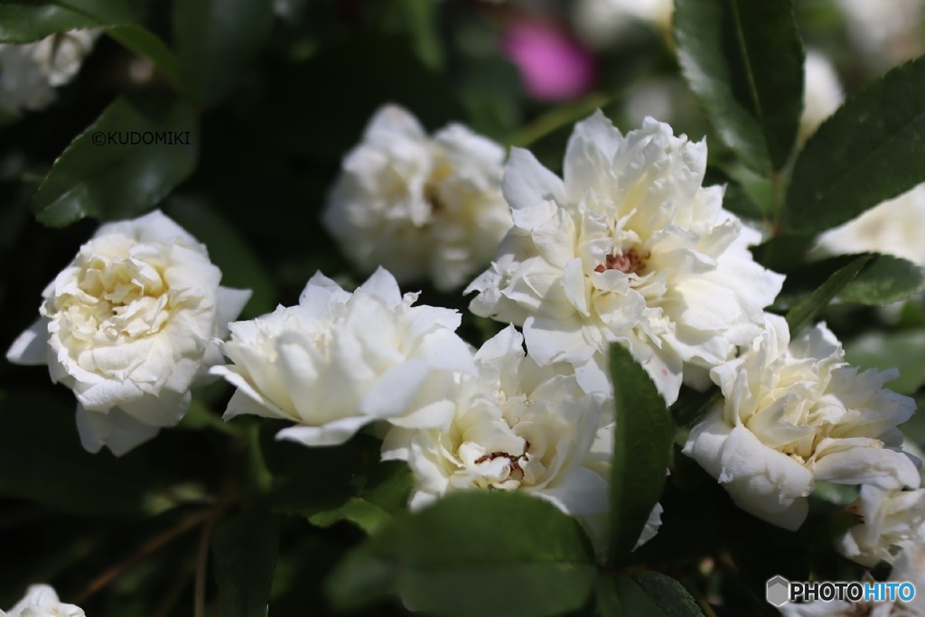 白い木香薔薇