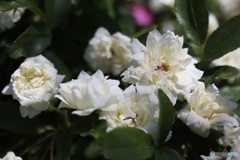 白い木香薔薇