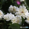 白い木香薔薇