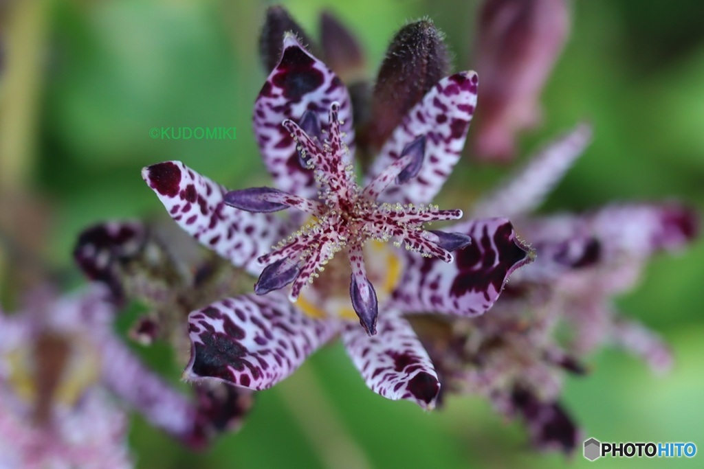 ホトトギスの花