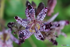 ホトトギスの花