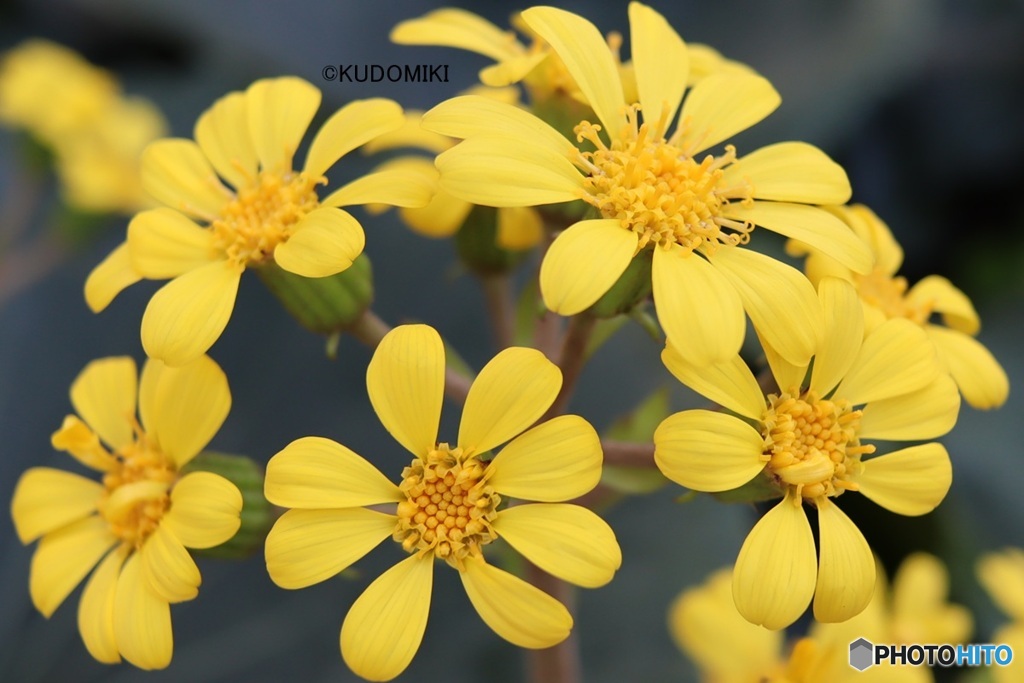 まるいツワブキ