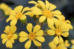 まるいツワブキ