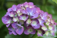 緑道の紫陽花