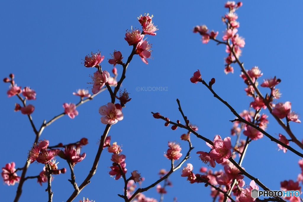 梅の開花