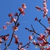 梅の開花