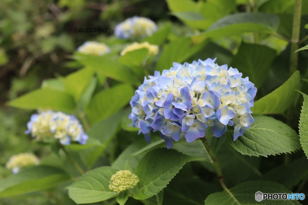 色づく紫陽花