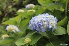 色づく紫陽花