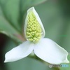 咲き始めたドクダミ