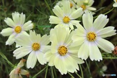 花の数が多い