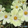 花の数が多い