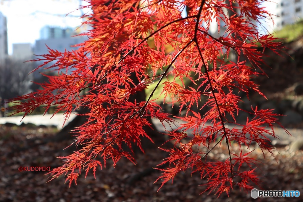 しだれ紅葉