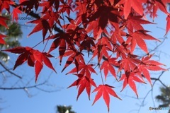 紅葉日和