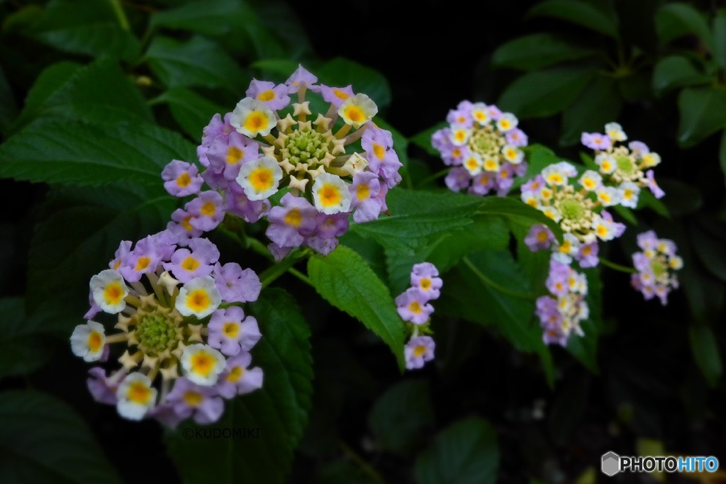 小さな花がたくさん