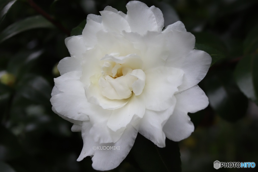 八重の白い山茶花
