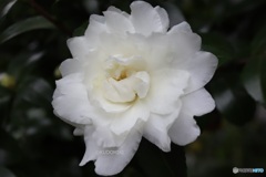 八重の白い山茶花