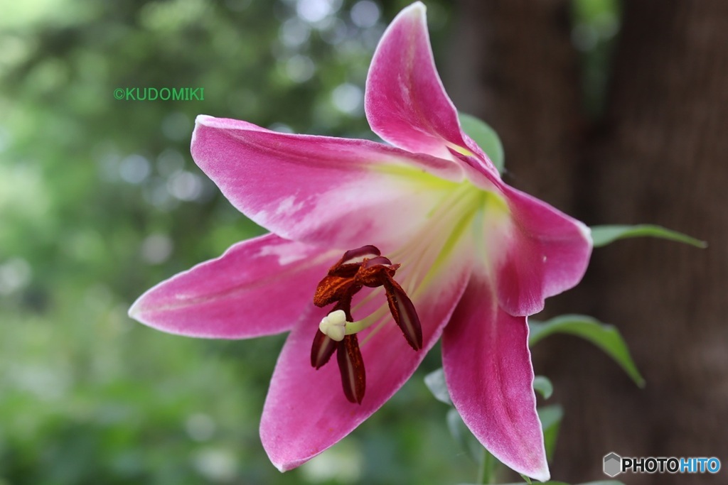 ユリの花