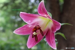 ユリの花