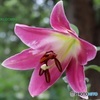 ユリの花