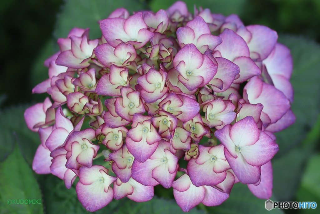 美しい紫陽花
