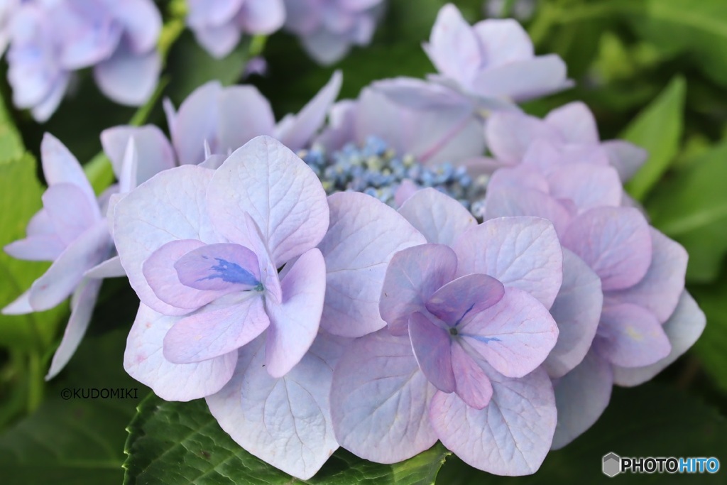 豪華な紫陽花