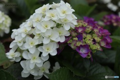 二種の紫陽花