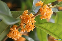 今年も開花遅れた