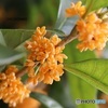 今年も開花遅れた
