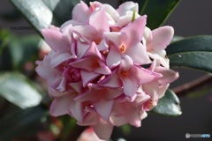 沈丁花満開
